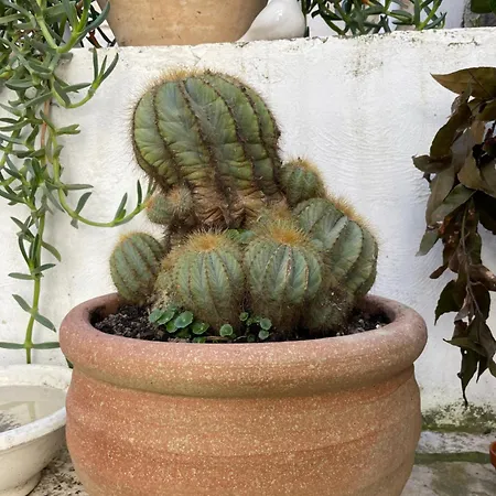 Palazzo Siena De Facendis Bed and breakfast Bitonto